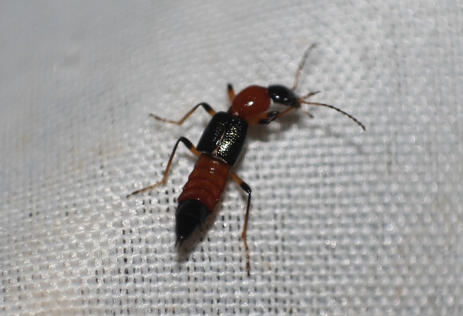 Paederus