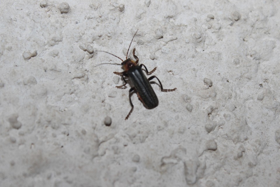 Cantharis