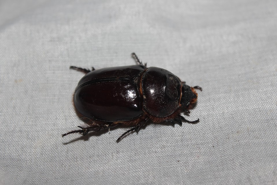 Oryctes nasicornis - orrszarvú bogár