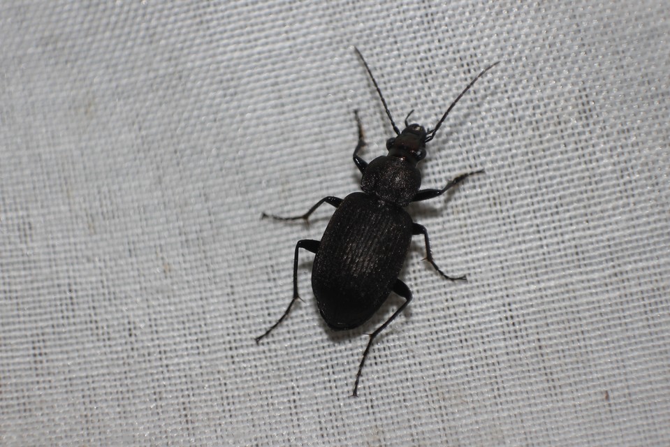Chlaenius tristis - fekete bűzfutó
