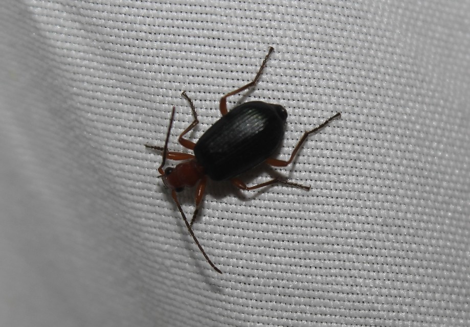 Brachinus nigricornis - feketelábú pöfögőfutó