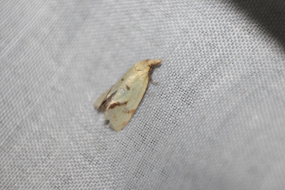Agapeta hamana - közönséges sárgamoly