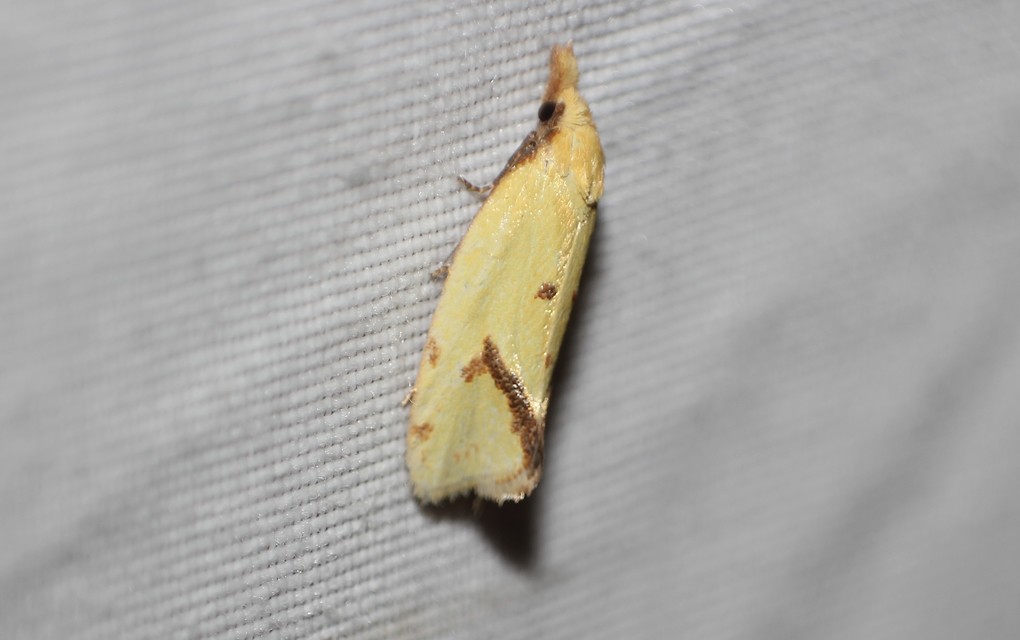 Agapeta hamana - közönséges sárgamoly