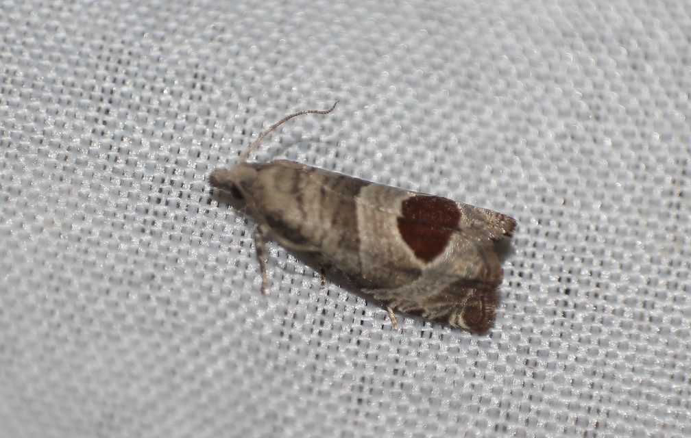 Notocelia uddmanniana - málnasodró tükrösmoly
