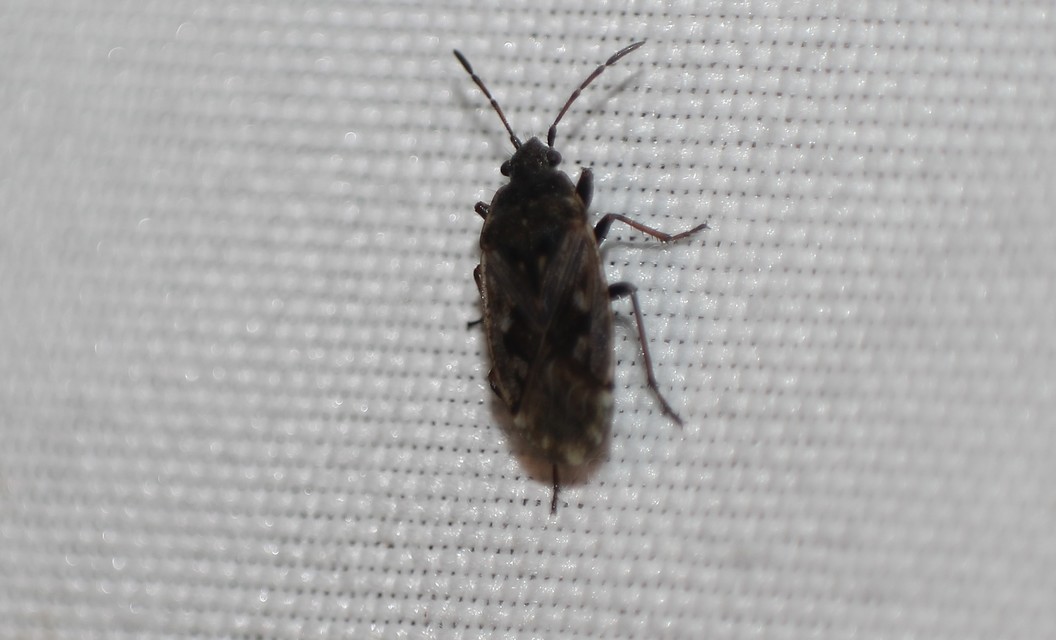 Sphragisticus nebulosus - foltos bodobács