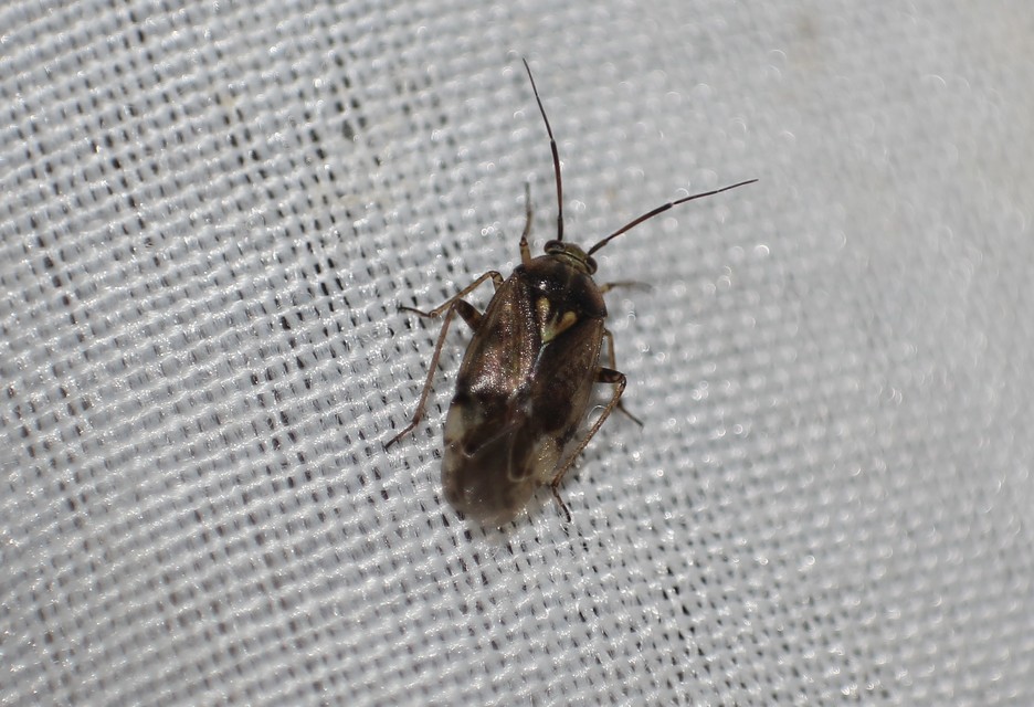 Lygus rugulipennis - molyhos mezeipoloska