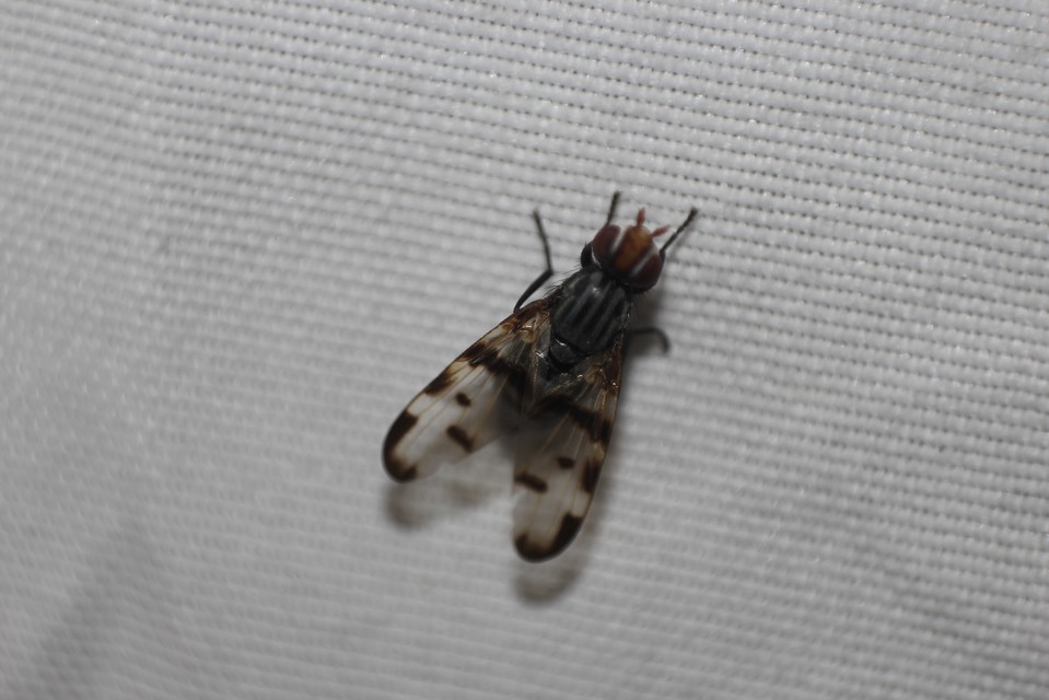 Otites formosa