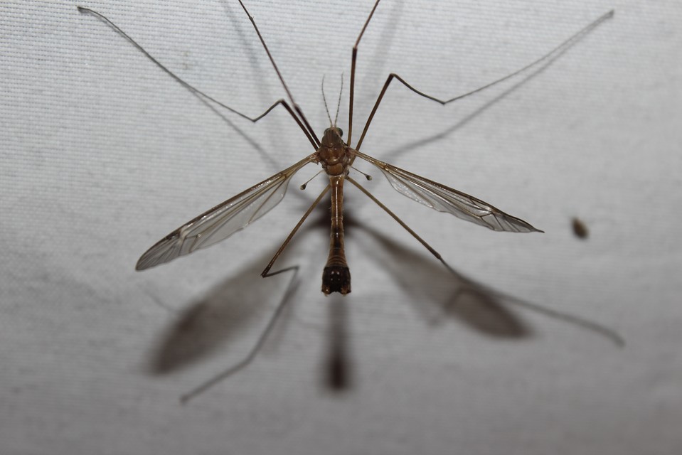 Tipula