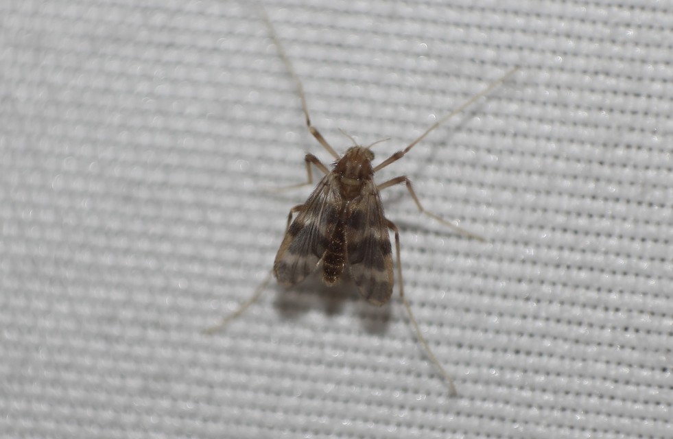 Chironomidae - árvaszúnyogok