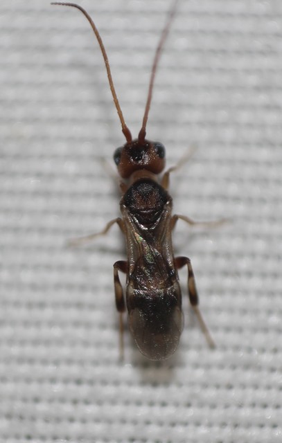 Braconidae - gyilkosfürkészek