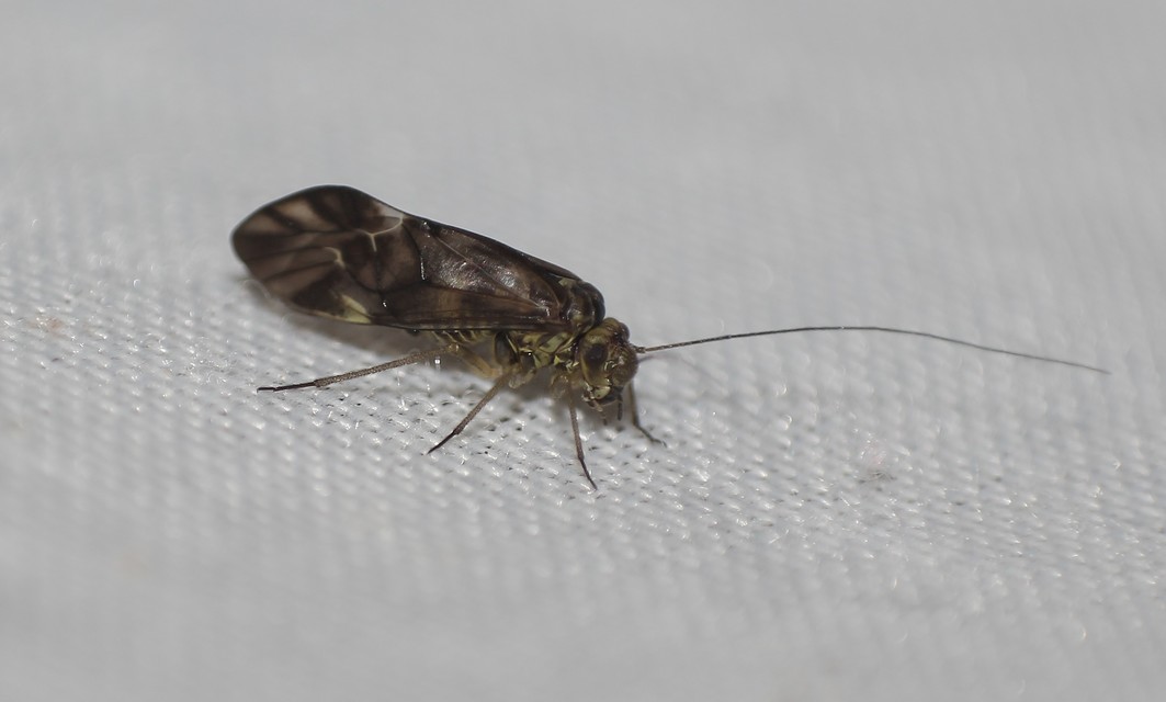 Psocoptera - Fürgetetvek