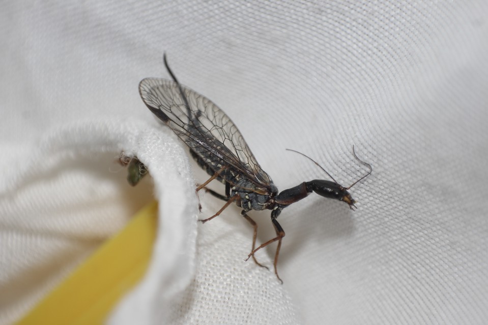 Raphidioptera - Tevenyakú-fátyolkák
