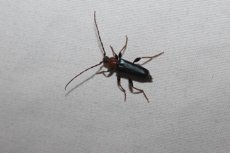 Phymatodes testaceus - változékony korongcincér