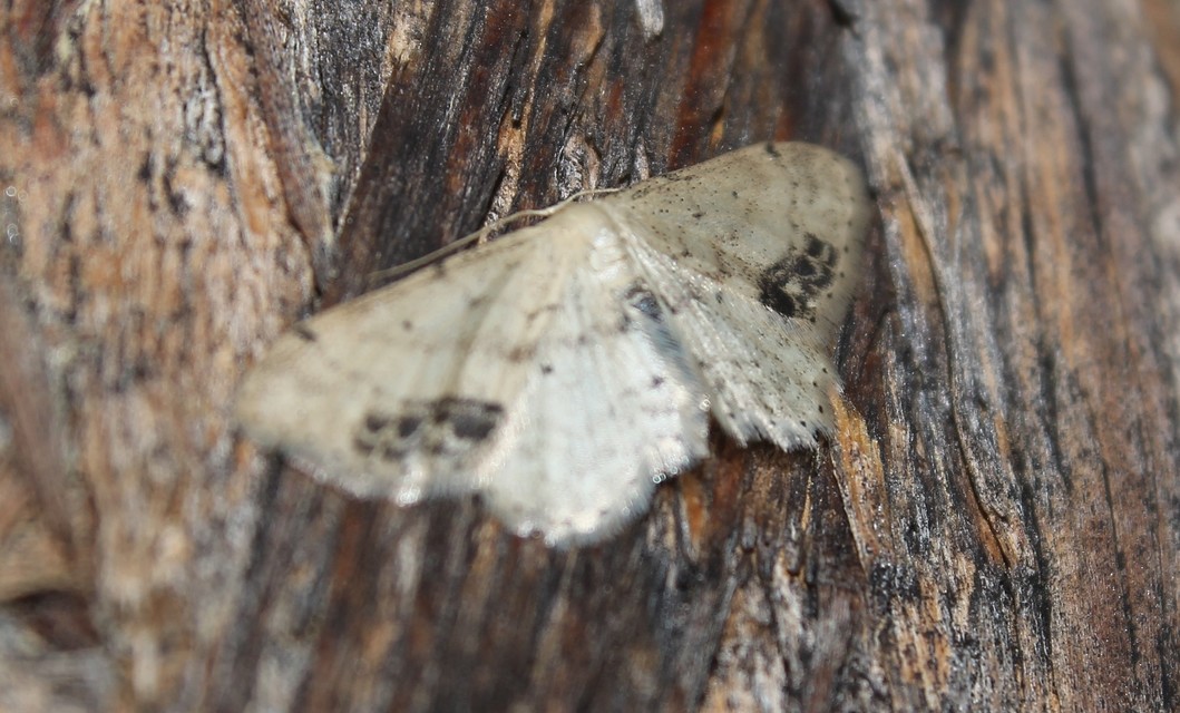 Idaea dimidiata - gyakori apróaraszoló