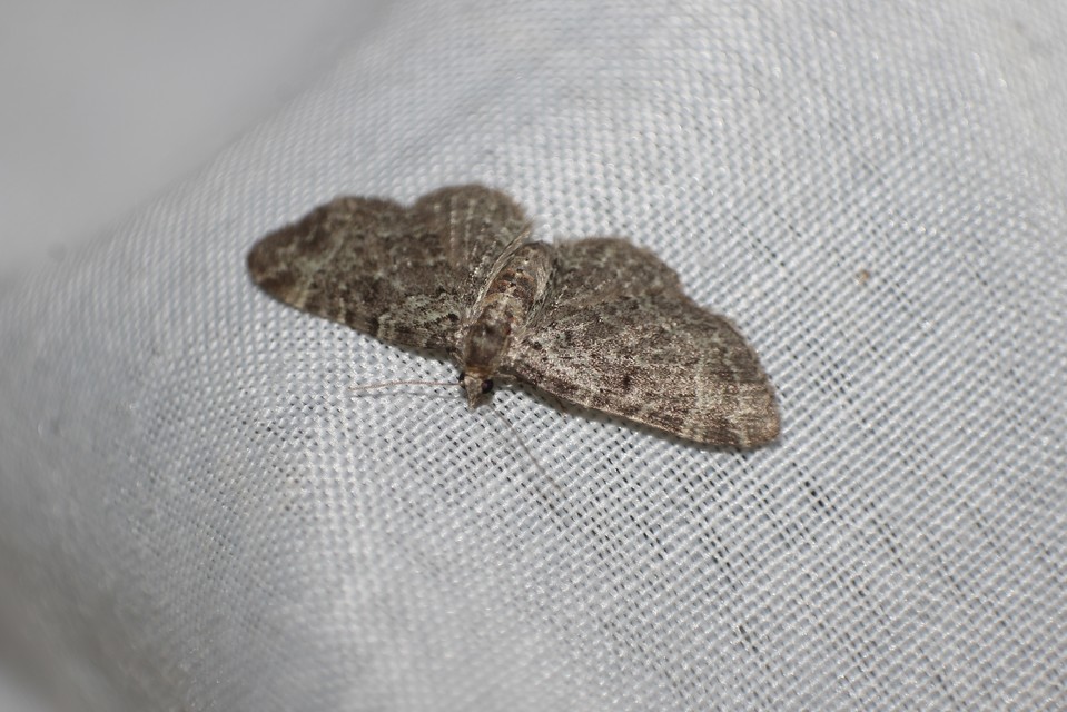 Pasiphila chloerata - hamvas törpearaszoló