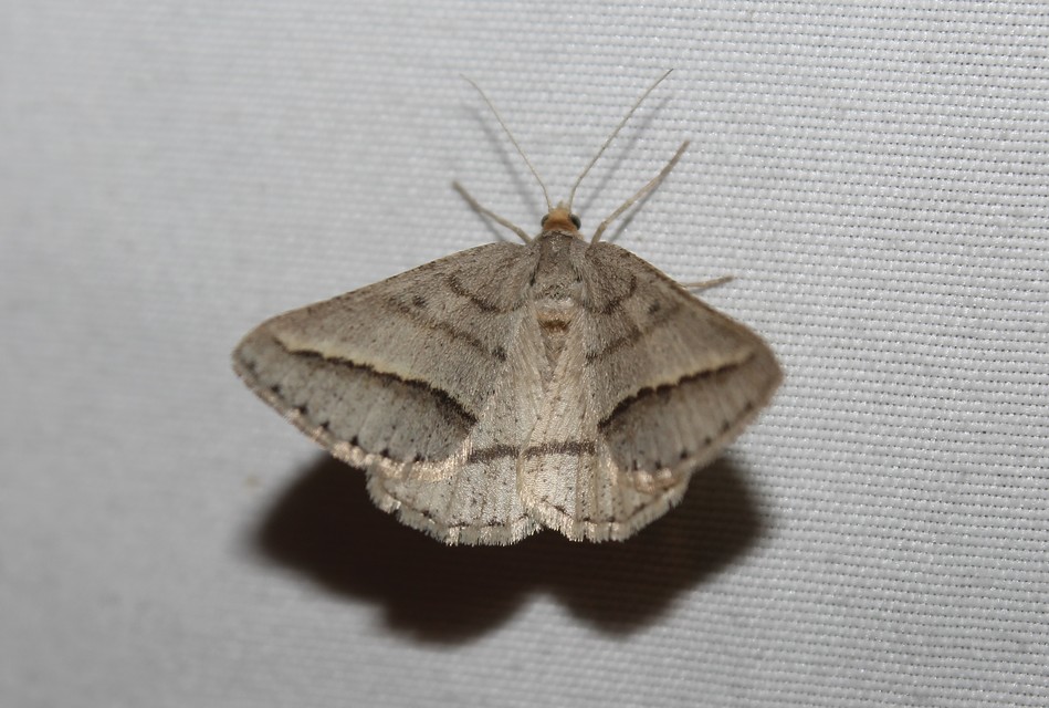 Tephrina arenacearia - lucerna-araszoló