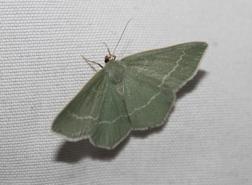 Chlorissa viridata/cloraria