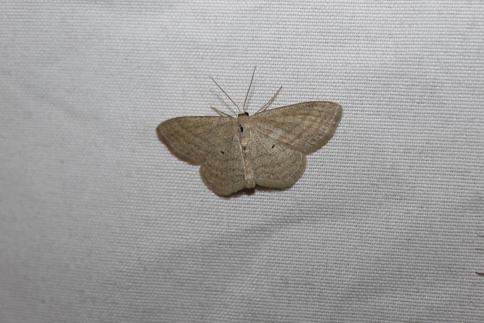Scopula virgulata - vesszős sávosaraszoló