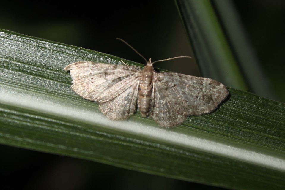 Pasiphila chloerata - hamvas törpearaszoló