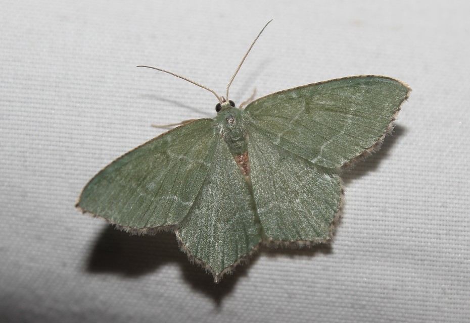 Hemithea aestivaria - nyír-zöldaraszoló