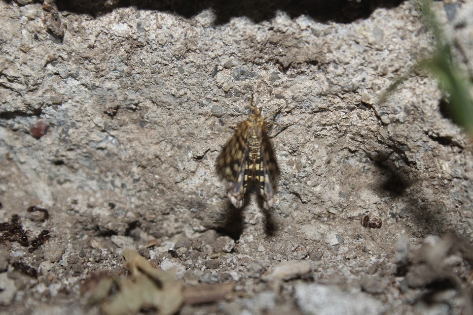 Chiasmia clathrata - rácsos rétiaraszoló