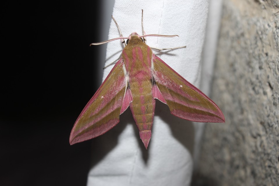 Deilephila elpenor - szőlőszender