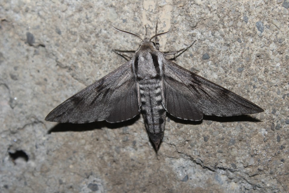 Hyloicus pinastri - fenyőszender