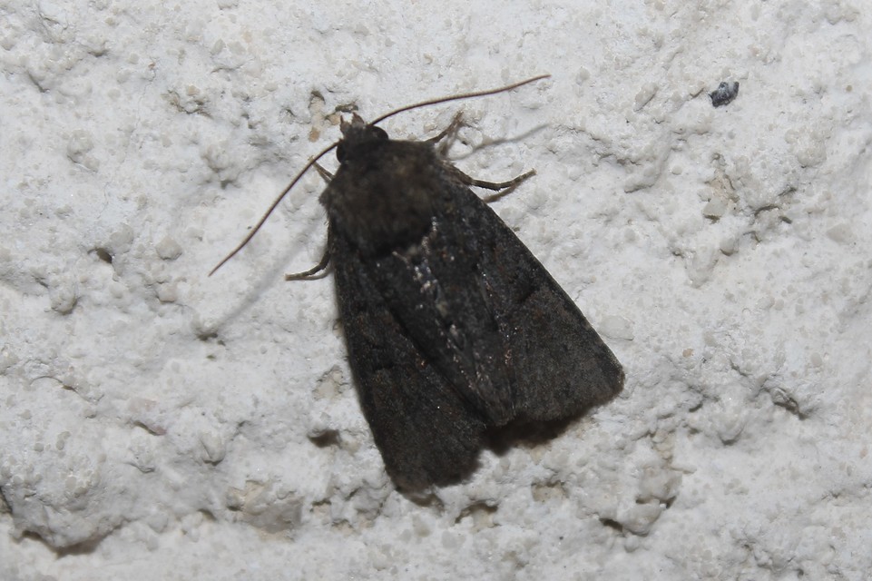 Oligia strigilis/latruncula/versicolor
