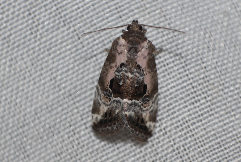 Hapalotis venustula - rózsaszínű mázasbagoly