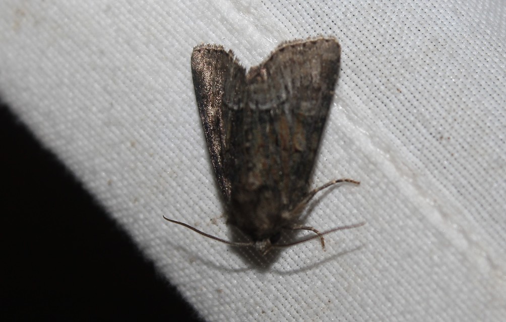 Oligia strigilis/latruncula/versicolor