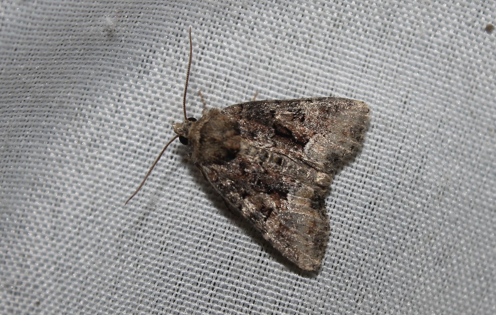 Oligia strigilis/latruncula/versicolor