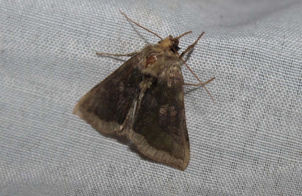 Diachrysia chrysitis/stenochrysis
