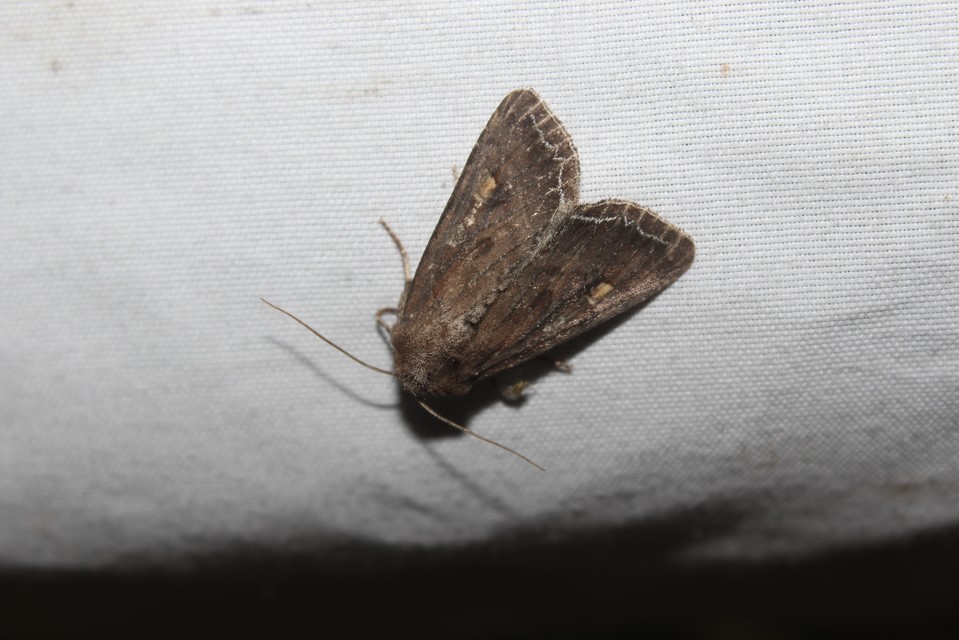 Lacanobia oleracea - saláta-kertibagoly