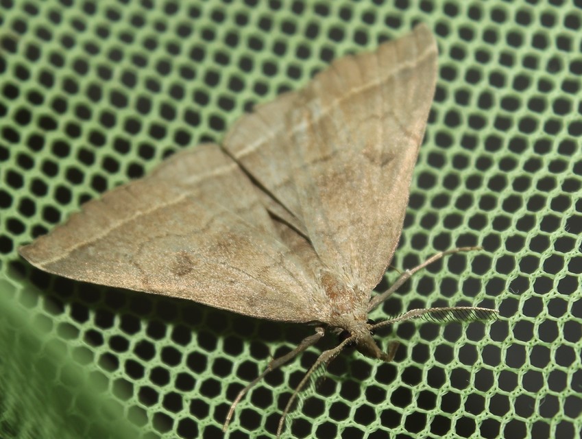 Pechipogo plumigeralis - tollascsápú karcsúbagoly