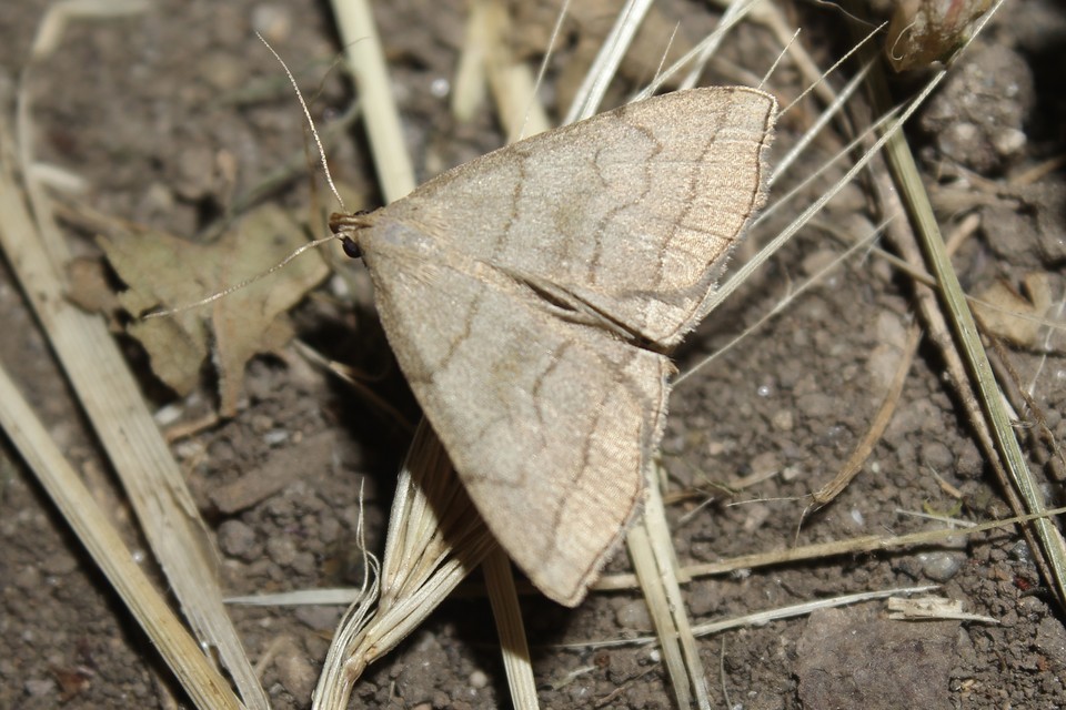 Herminia tarsicrinalis - szőröslábú karcsúbagoly