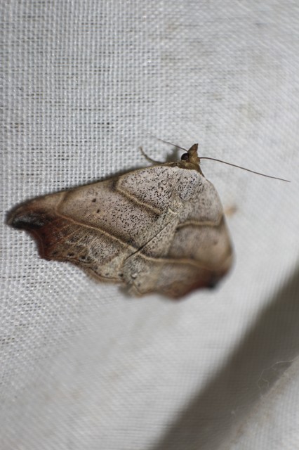 Laspeyria flexula - zuzmóbagoly