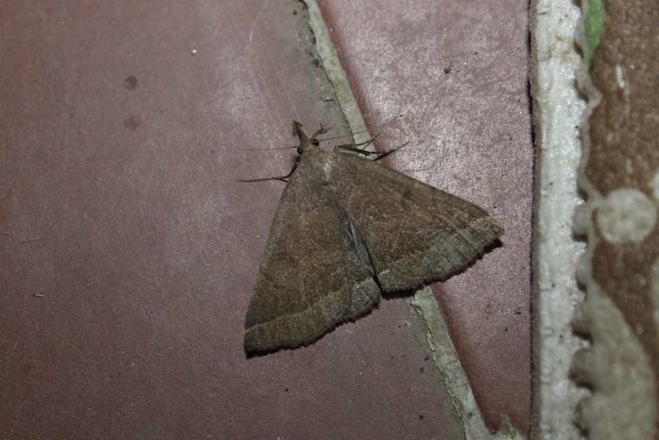 Pechipogo plumigeralis - tollascsápú karcsúbagoly