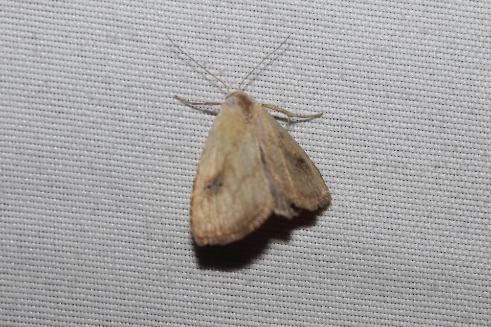 Rivula sericealis - selymes lórombagoly
