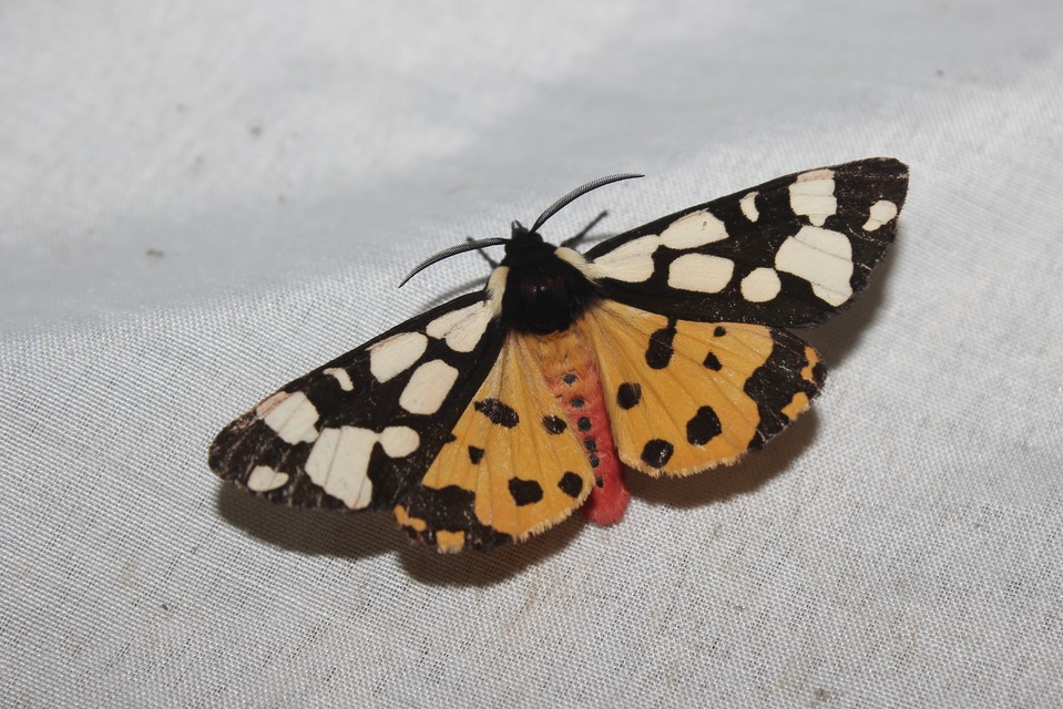 Arctia villica - fekete medvelepke