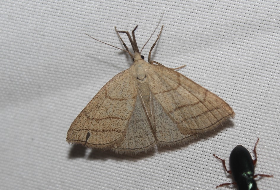 Polypogon tentacularia - sötétaljú karcsúbagoly