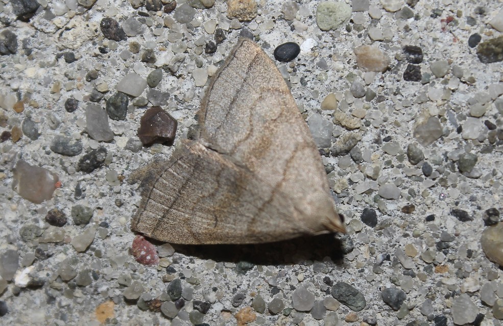 Herminia tarsicrinalis - szőröslábú karcsúbagoly