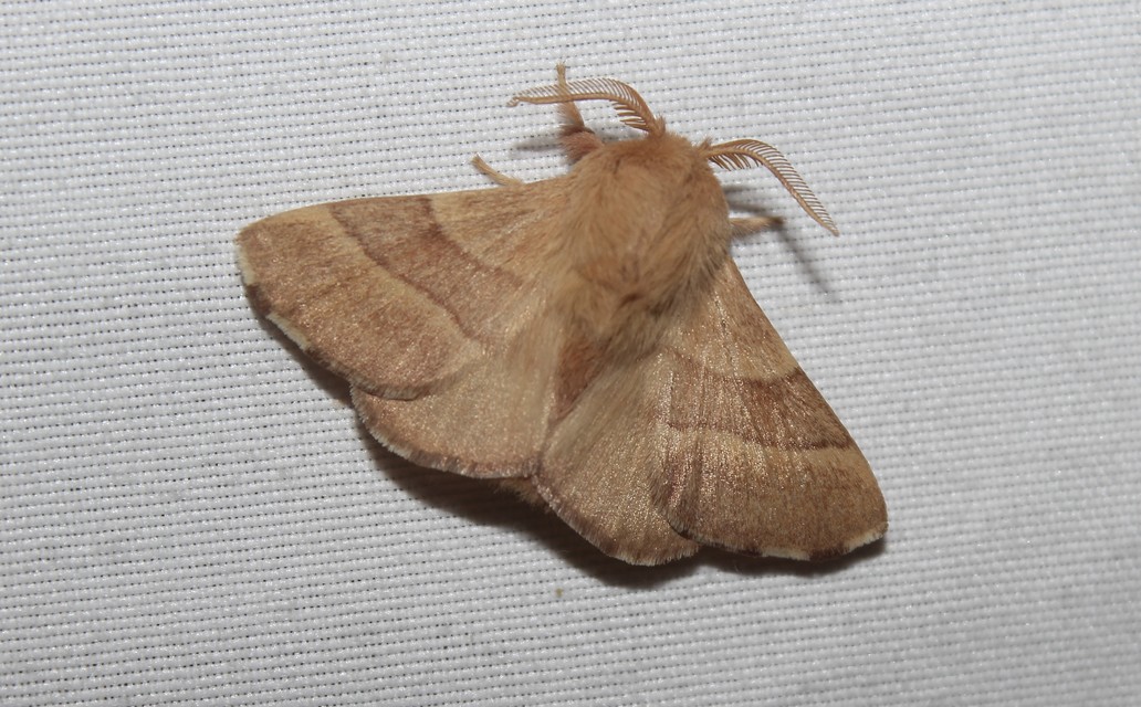 Malacosoma neustria - gyűrűsszövő