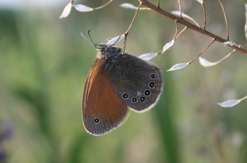 Coenonympha glycerion - közönséges szénalepke