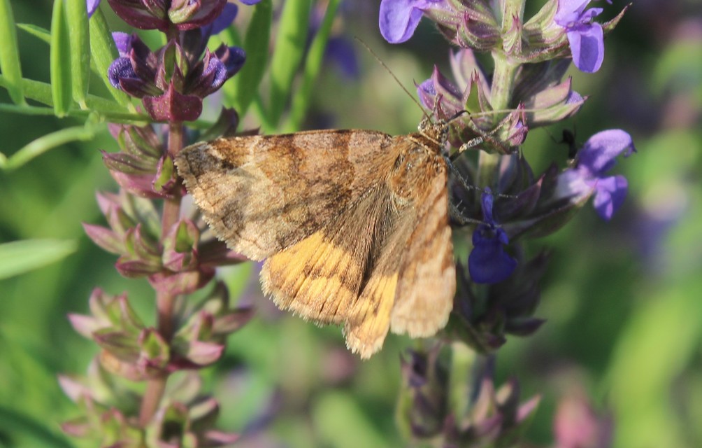Euclidia glyphica - közönséges nappalibagoly