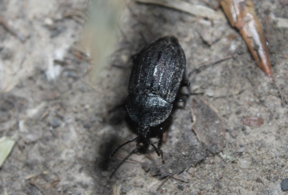 Phosphuga atrata - bordás csigarabló