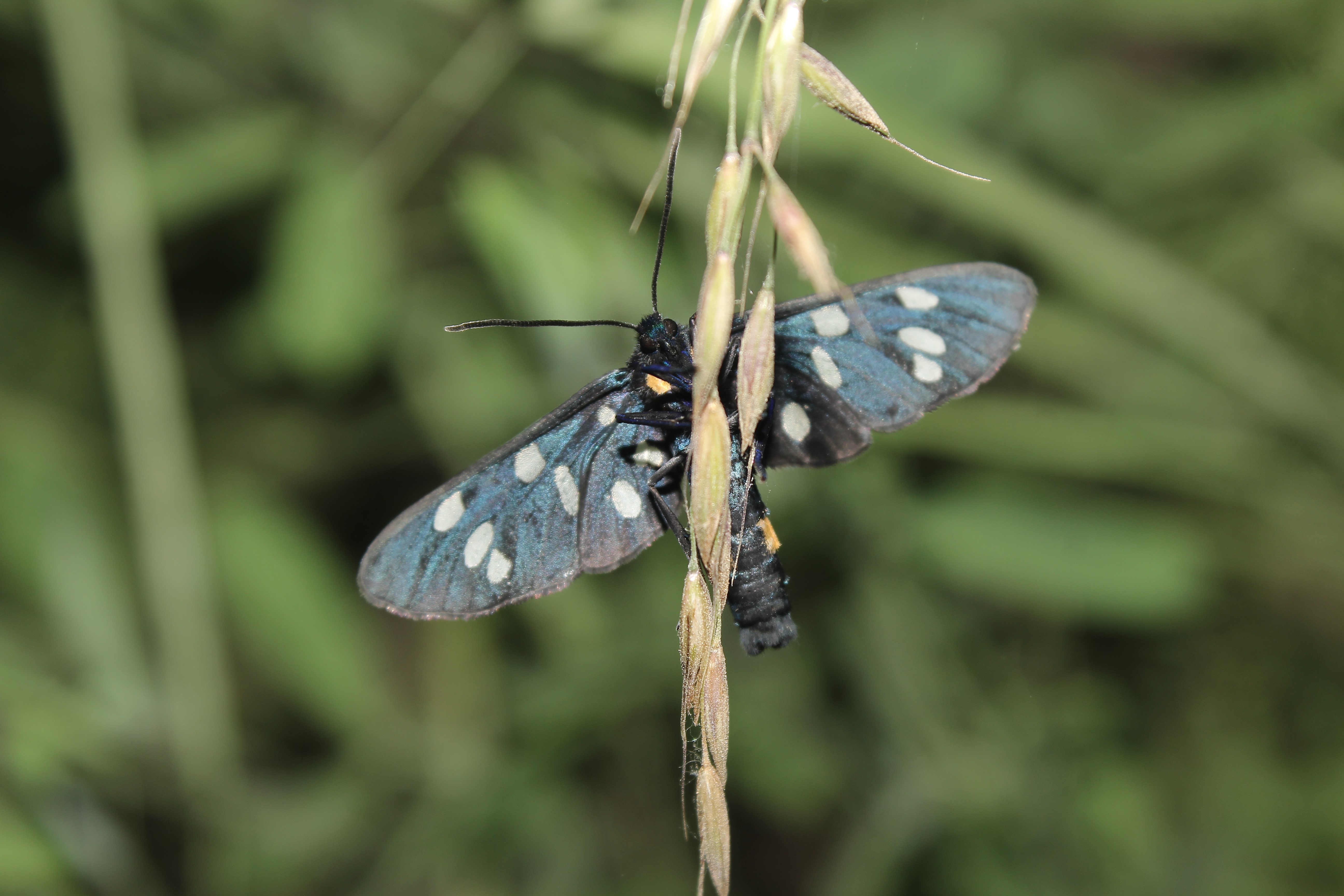Amata phegea - fehérpettyes álcsüngőlepke