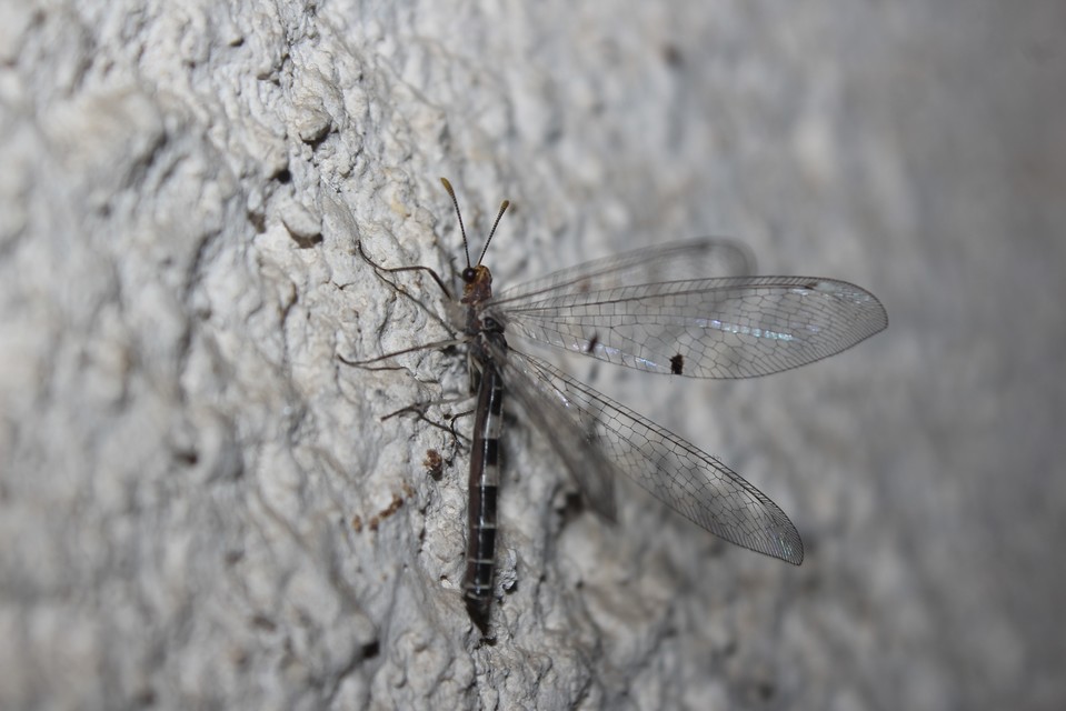 Megistopus flavicornis - kétfoltos hangyaleső