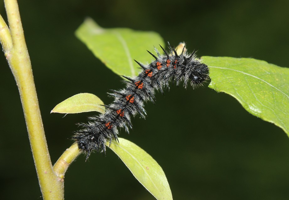 Nymphalis antiopa - gyászlepke