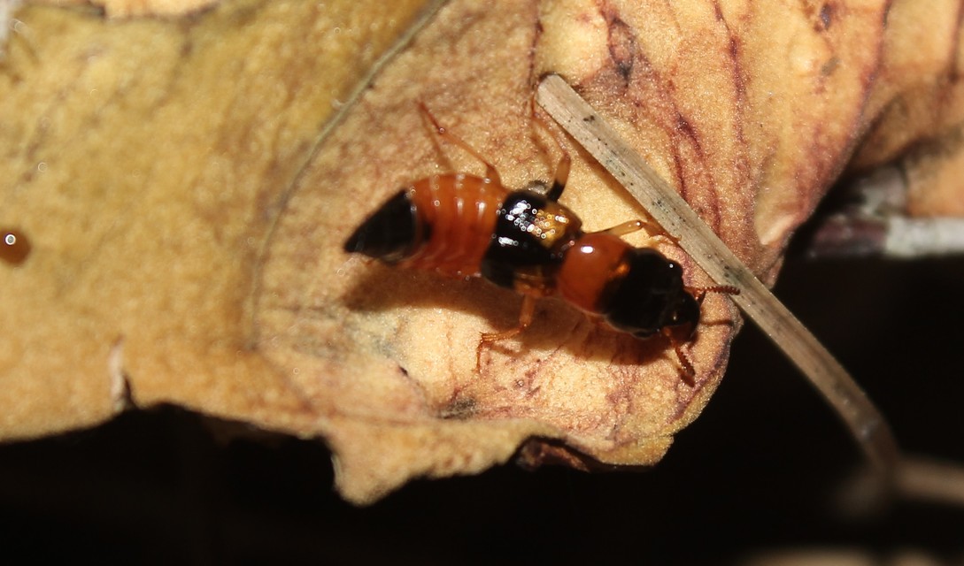 Oxyporus rufus - feketevörös gombaholyva