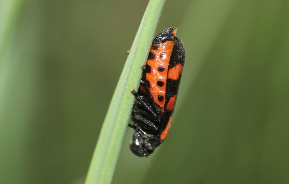 Cercopis